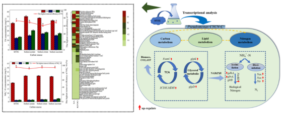 浙江農(nóng)林大學(xué)農(nóng)村環(huán)境研究所研發(fā)團隊在環(huán)境微生物EEM菌種資源研發(fā)與應(yīng)用方面取得重要進(jìn)展
