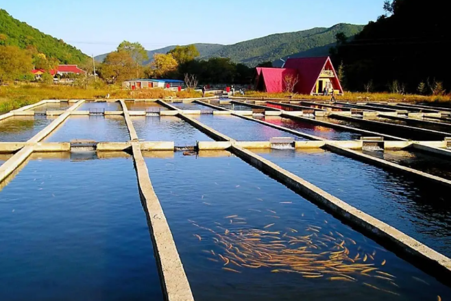 鄉(xiāng)村振興戰(zhàn)略下，水產(chǎn)行業(yè)的方向和機(jī)會(huì)在哪里?